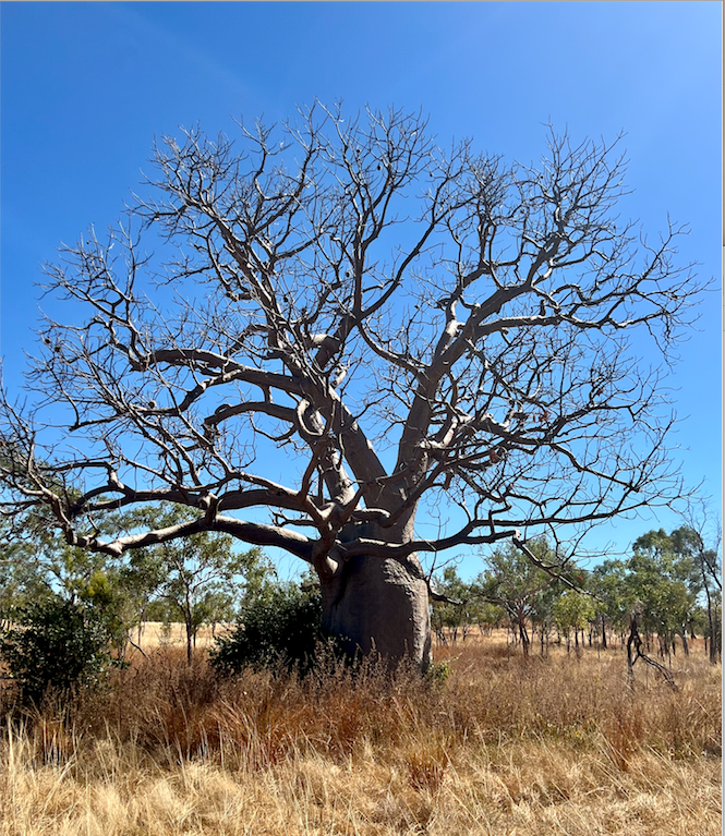 Boab Dreamweaver