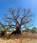 Boab Dreamweaver