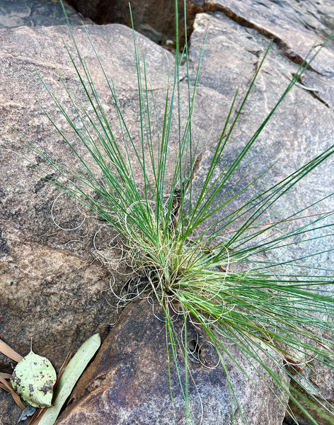 Spinifex Breeze