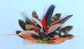 Hats by Felicity feather HAT-ON